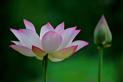 A Lotus flower and a bud