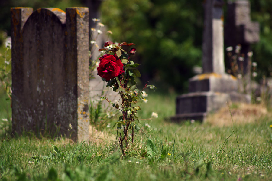 Rose growing atop a grave