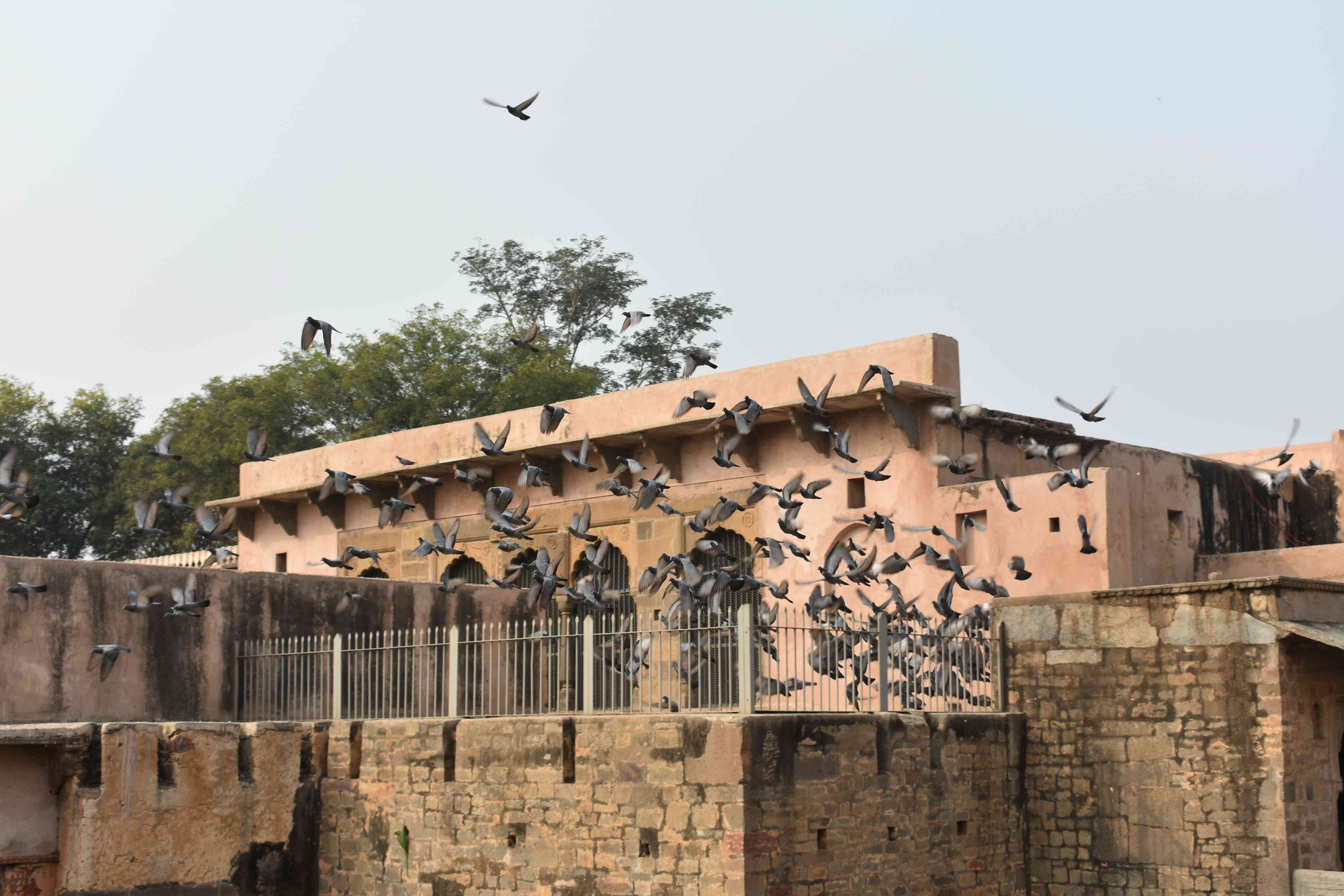 Aesthetic Blasphemy | A flock of pigeons taking flight