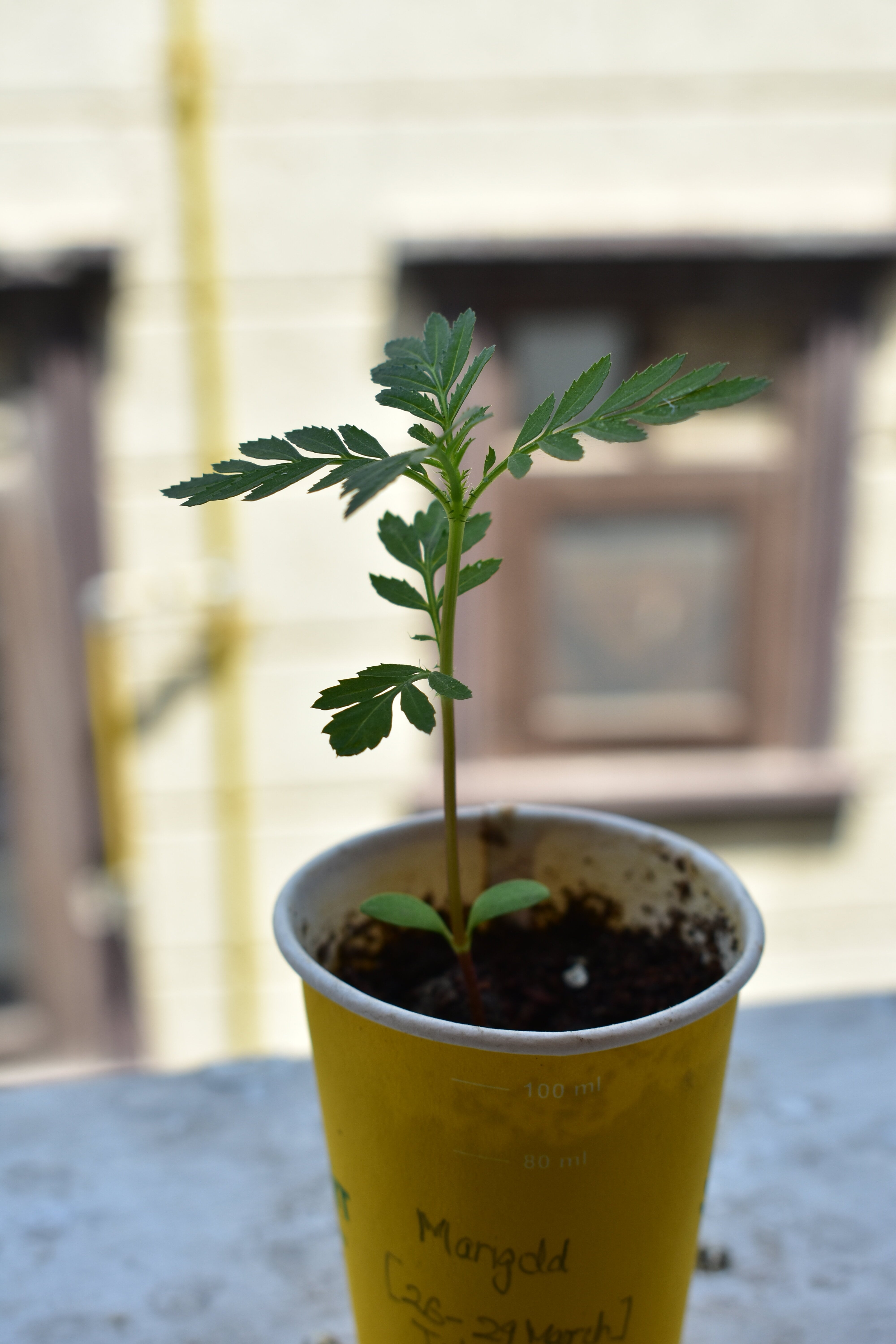 Aesthetic Blasphemy | A young marigold plant
