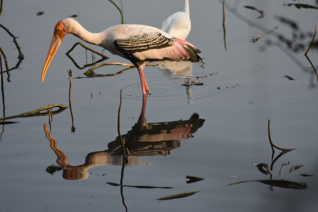Aesthetic Blasphemy | Photo of a bird called painted stork