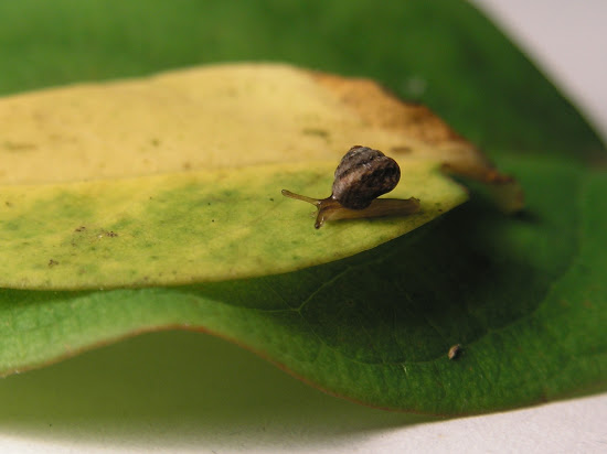 Snail on a yellowing leaf